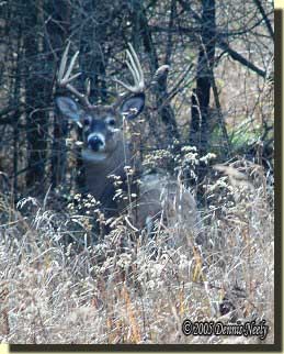 A 10-point buck looked straight at me.