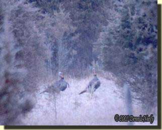 Two wild gobblers sneak through an opening in the cedar trees.