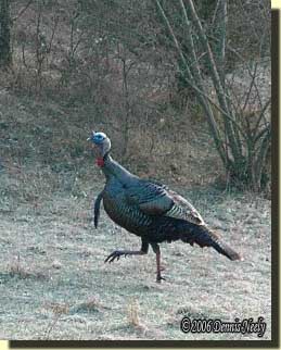 A long-bearded tom turkey approaches the caller.