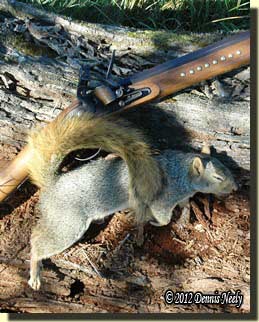 A fine fox squirrel laying beside the Northwest gun.