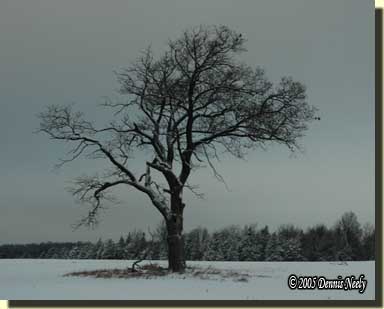 The old red oak tree standing bare on a gray winter's day.