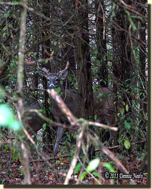 A seven point buck standing and watching his back trail.