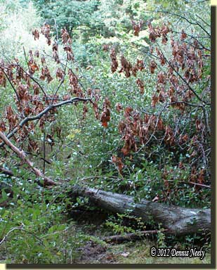 A fallen red oak tree blocked the trail.