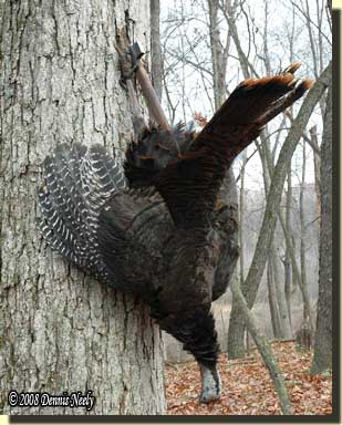A wild turkey suspended from a belt ax buried in an oak tree.