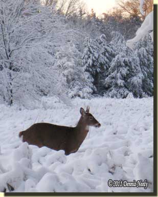 A whitetail deer standing belly deep in the snow.
