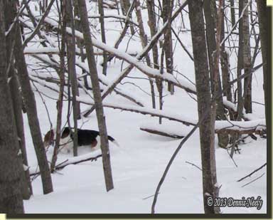 A beagle baying after a snowshoe hare.