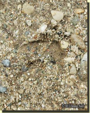 A doe's hoof prints in the sandy gravel.