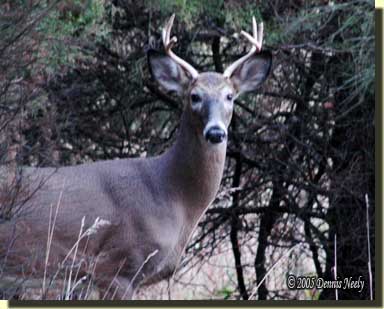 A nice six-point buck looking straight on.