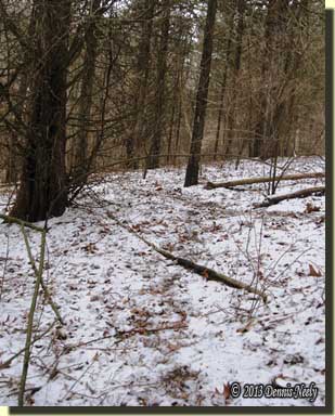Light snow covers a doe trail.
