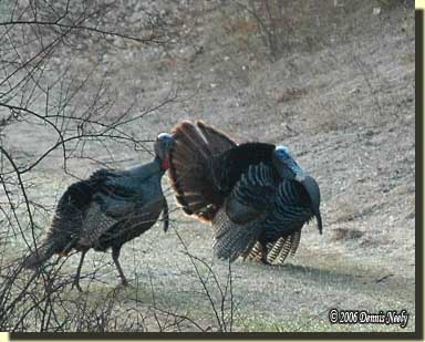 Two long-bearded tom turkeys strutting.