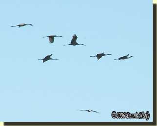 Sandhill cranes flying against a blue sky.