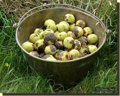 A brass trade kettle filled with fresh walnuts.
