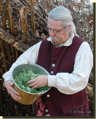 A traditional woodsman with a brass kettle filled with wild mint.