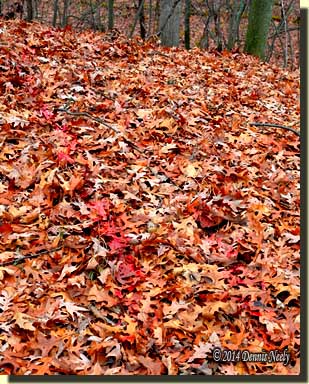 A through-and-through trail on damp oak leaves. 