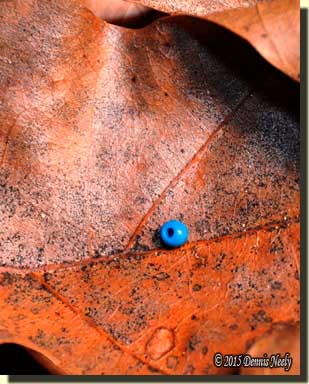A light blue bead rests against the vein of an oak leaf.