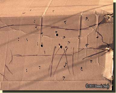 The cardboard coyote target with the first three shots marked.