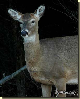 An older white-tailed doe watching the forest.