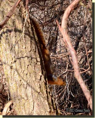 A fox squirrel stretches out on a tree trunk.