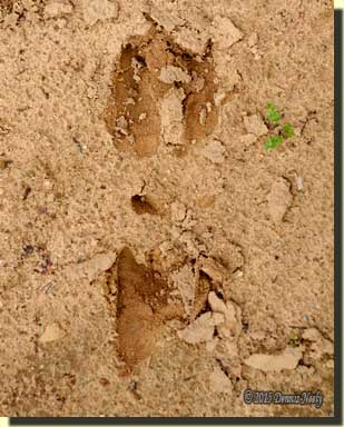 A two-and-a-half-year-old buck's tracks in the sand.
