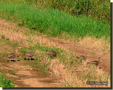 Wild turkey poults walk single file across a wagon trail.