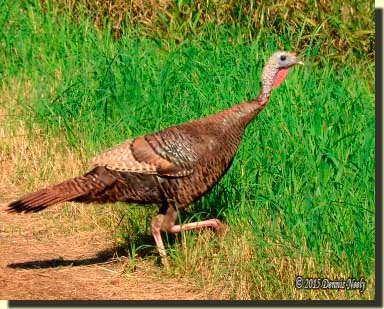 A hen turkey heading for taller grass.