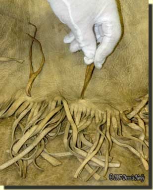 Examining a buckskin garment in a museum collection.