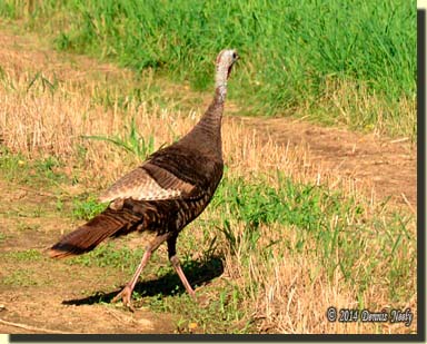 A wild turkey hen caught in the middle of the wagon trail as it turned back.