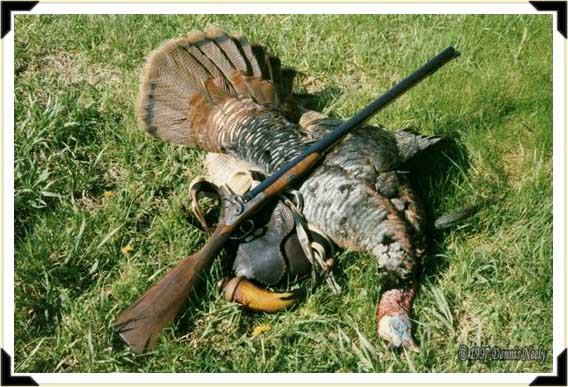A long-bearded wild turkey with a fine English double barrel percussion shotgun.