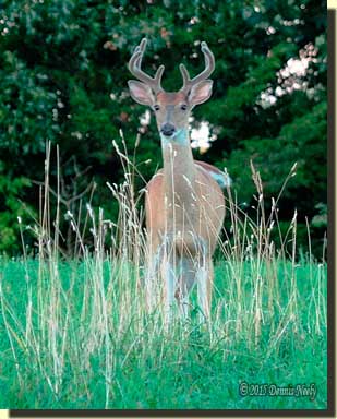 An eight-point buck in velvet standing in the meadow.