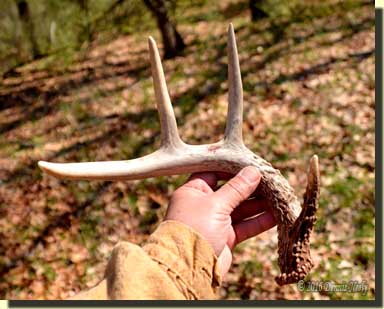 An eight-point buck's right shed antler.