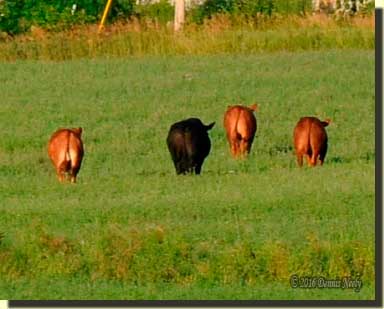 Four steers walking through an alfalfa field.