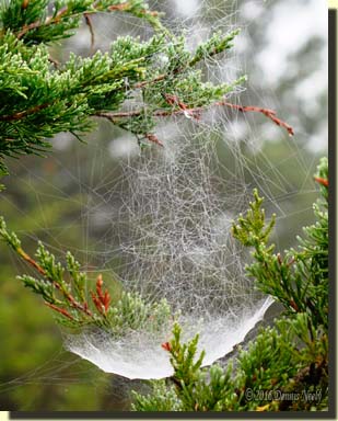 A wet spider web that looks like a schooner.