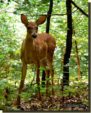 A white-tailed deer fawn looks uphill.
