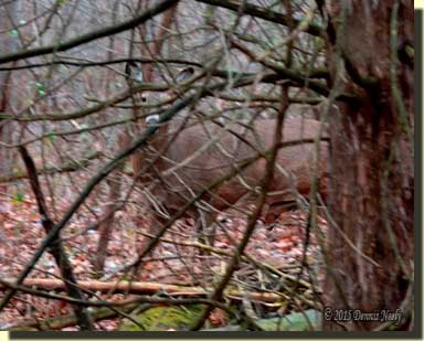 A mature doe, hidden by a cedar tree, glances to the east.