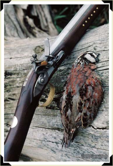 A bobwhite quail beside a new chief's-grade trade gun.