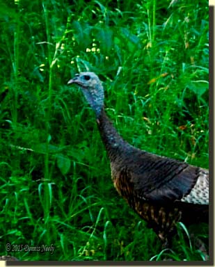 A wild turkey hen stepping from deep grass.