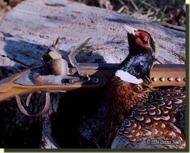 A ring-necked pheasant taken with a Northwest trade gun.