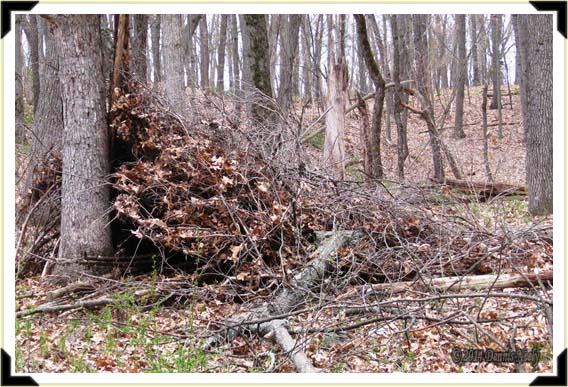 A cedar bush lean-to crushed by a fallen limb.