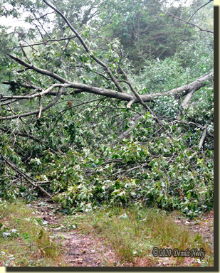 A broken read oak blocks the wagon trail.